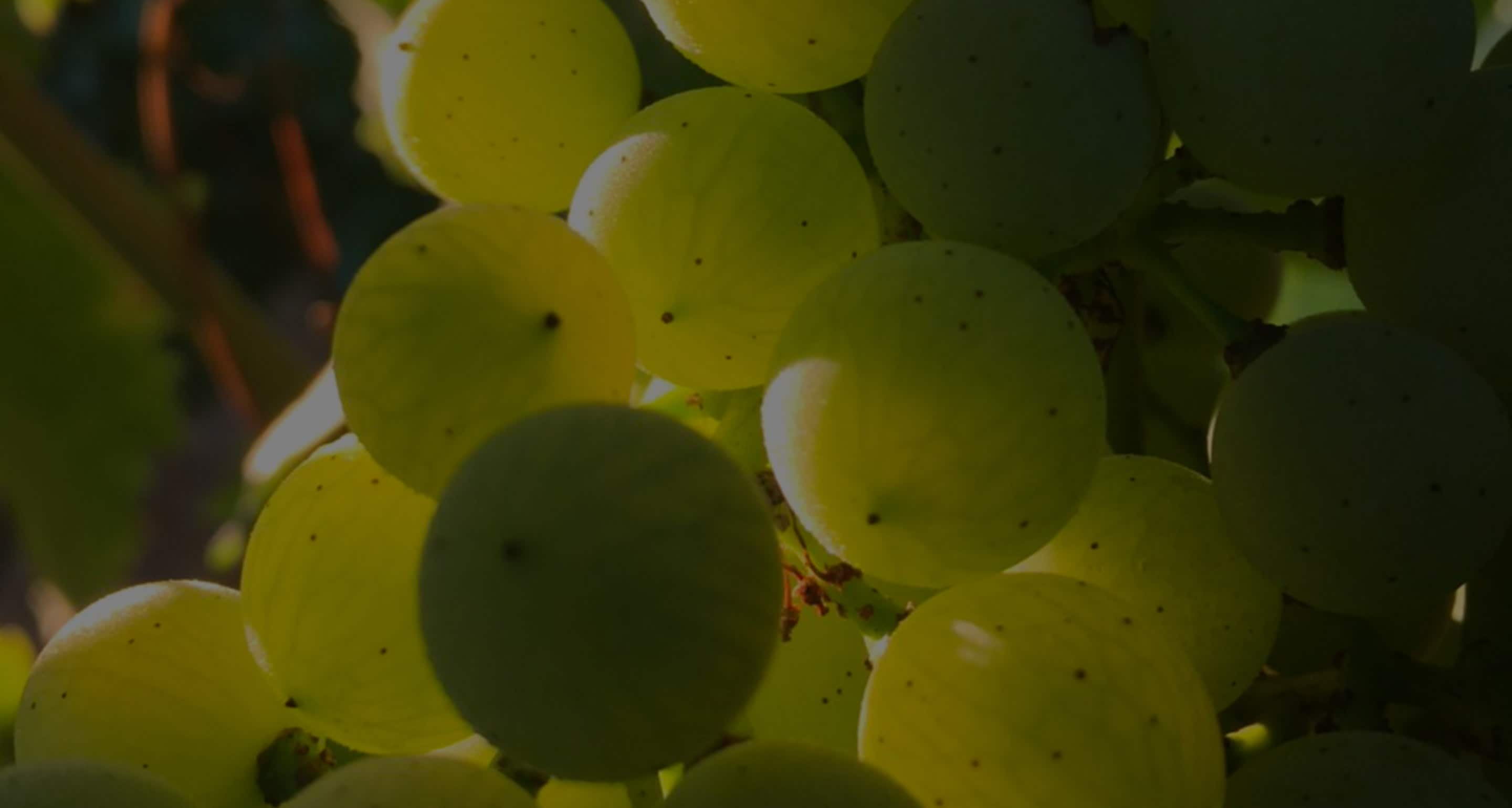 Hennessy FROM GRAPE TO BOTTLE