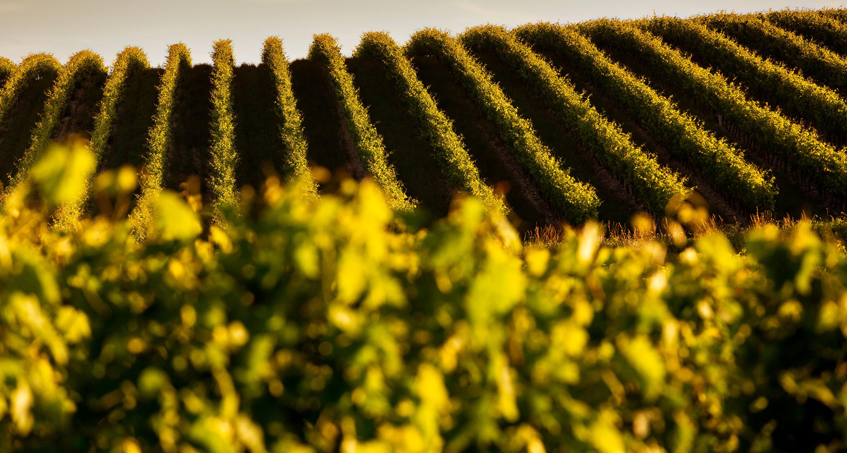 Hennessy circular economy 3