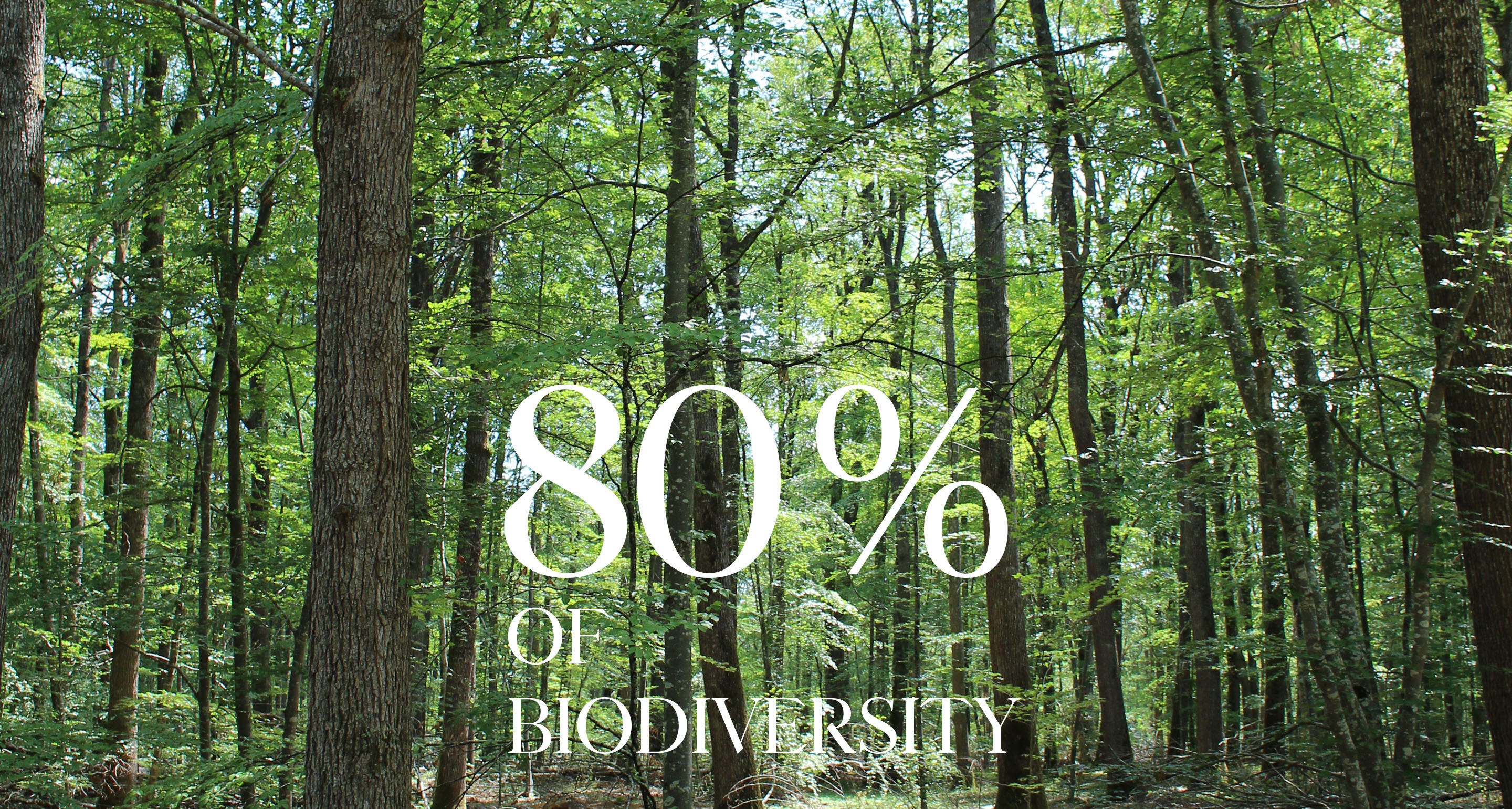 FORESTS, THE RICHEST ECO SYSTEM