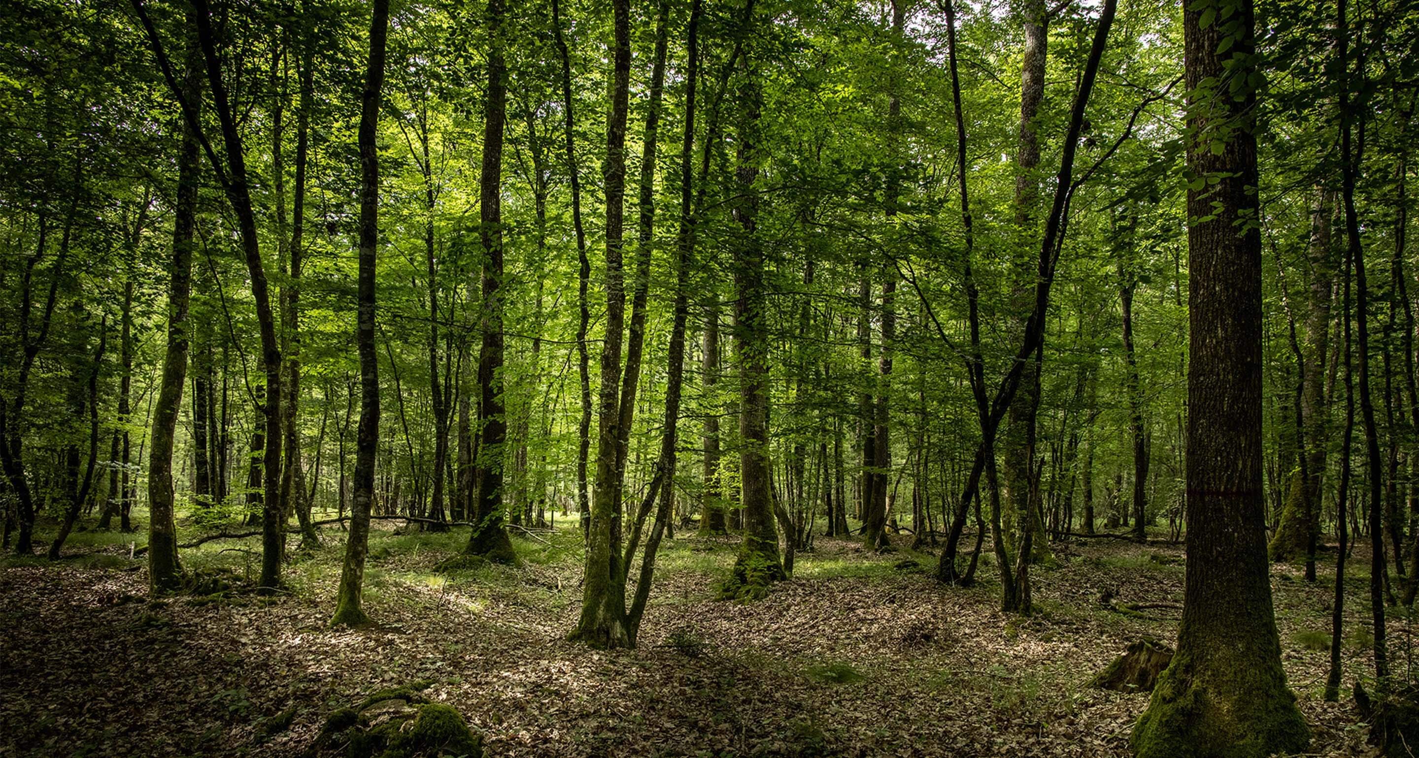 FOREST DESTINATION programme