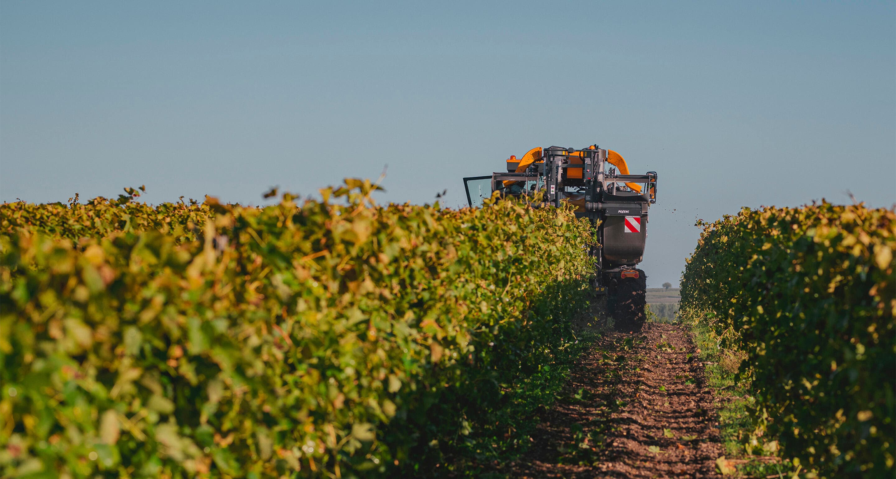 vendanges-2024-nicolas-leroy-331.jpg