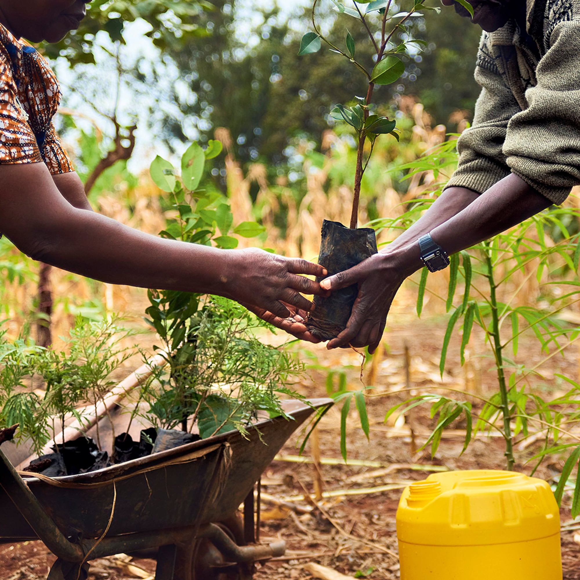 article stephane hallaire